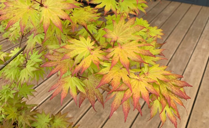 Spätsommer- und Herbststimmungen